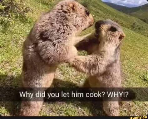 af why did you let him cook why ifunny brazil