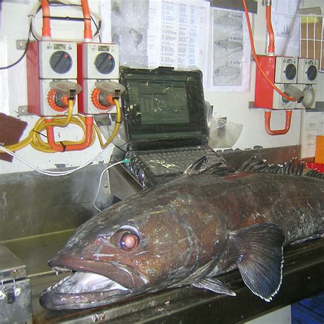 antarctic toothfish fishery certified sustainable australian antarctic program news