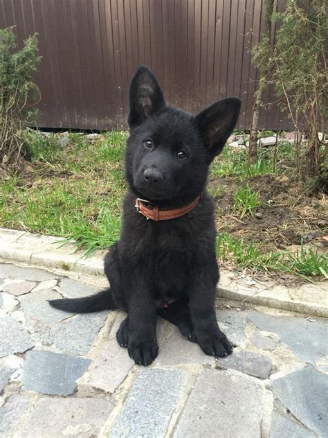 pin von sasha pidko auf german shepherd   schwarze hunde