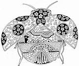 Ladybug Coccinella Coccinelle Colorato Insects Ladybugs sketch template