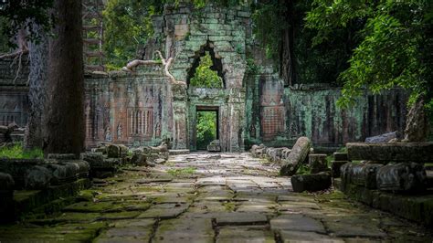 ruin tree cambodia religious temple hd wallpaper