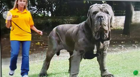 neapolitan mastiff big dog breeds expensive dogs worlds biggest dog
