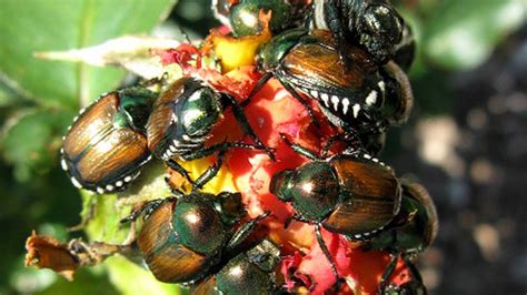 japanese beetles have finally arrived in kc the kansas city star