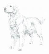Retriever Golden Coloring Pages Puppy Printable Getcolorings Drawing Getdrawings Color sketch template