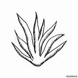 Agave Clipartmag Clipart Drawing sketch template