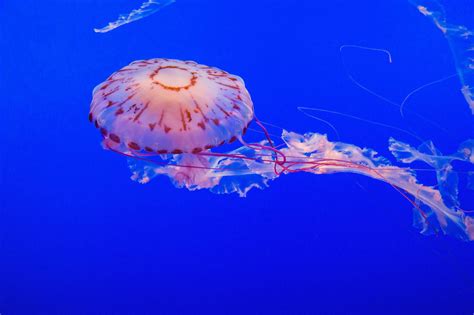 cnidarians facts corals jellyfish  sea anemones