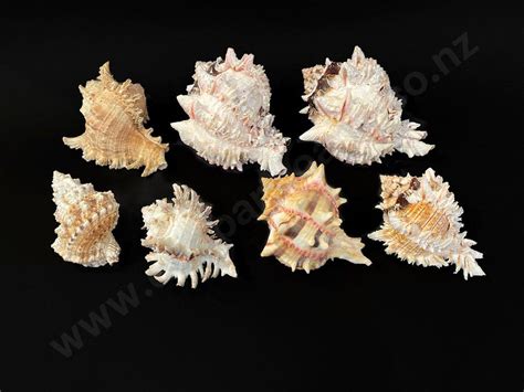 conch shells lengths ranging   cm natural history industry science technology