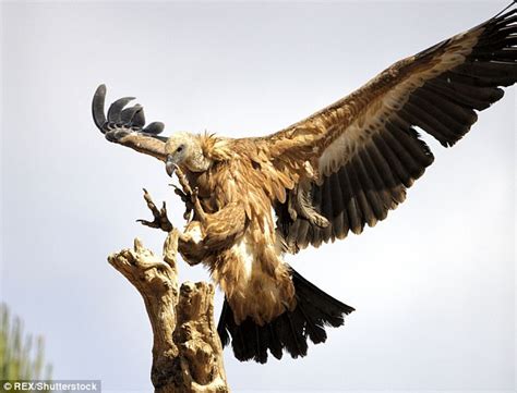 Male Kent Vulture Called Harold Stuns Staff By Laying Egg Daily Mail