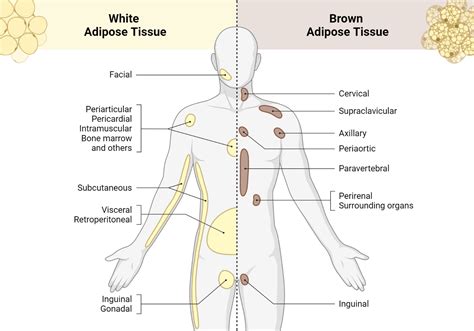 adipose tissue physiology  endo consult