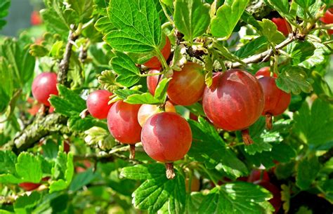 gooseberry fruit red  photo  pixabay