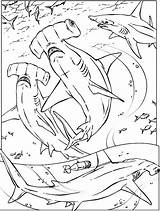 Haaien Kleurplaten Haie Dieren Zwemmen Requins Kleurplaat Marteau Sharks Coloriages Malvorlagen Animaatjes Animaux Visitar Nemo Malvorlagen1001 sketch template
