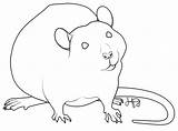 Rat Cuteness Coloring Comments sketch template