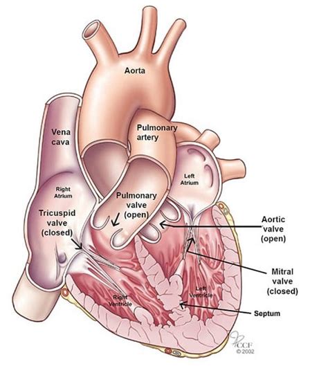 heart anatomy  function