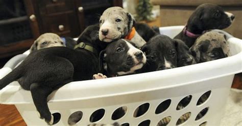 great danes large litter  puppies