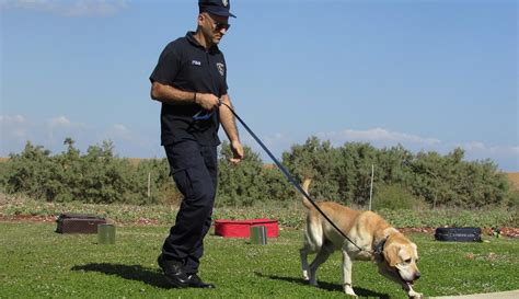 breed   police dogs thealmostdonecom