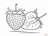 Coloring Strawberry Pages Drawing sketch template