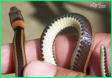 waspada  jenis ular   dijumpai  hidup  indonesia ekorcom ekorcom