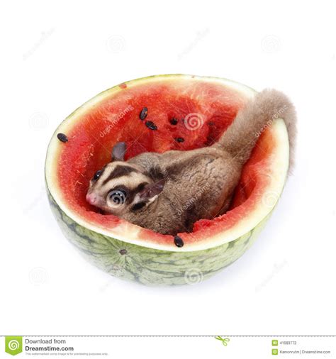 sugar glider enjoy eating watermelon stock photo image  eating cute