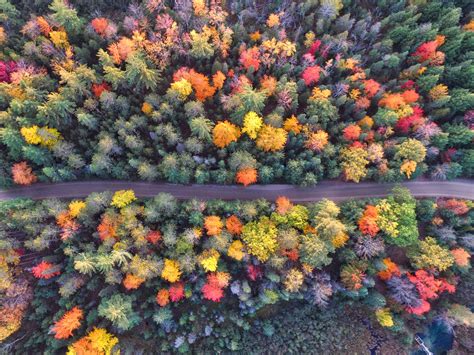 autumn path  forest drone view wallpaperhd nature wallpapersk
