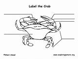 Crab Labeling sketch template