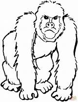 Coloring Gorilla Pages Printable Drawing Paper Crafts sketch template