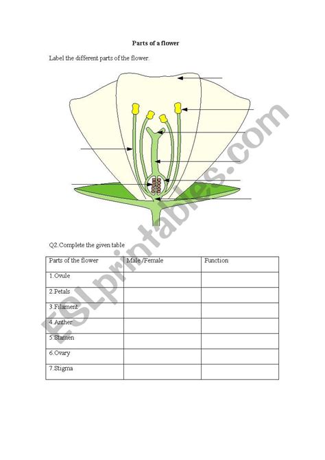flower parts   functions worksheets  flower site