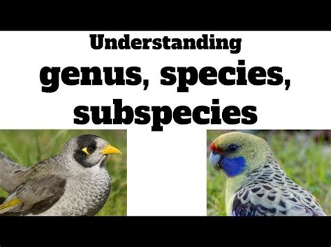 understanding genus species subspecies  lesson  animal taxonomy