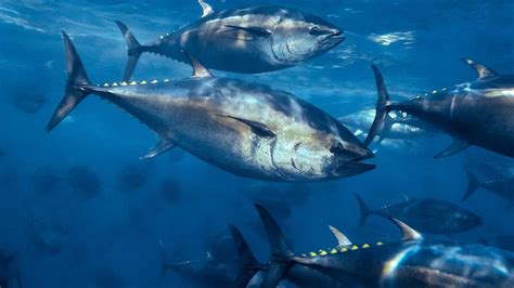 deep   atlantic bluefin tuna  pew charitable trusts