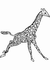 Girafe Coloriage Imprimer sketch template