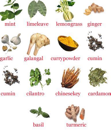 herbs list google search herbs list herbs spices herbs