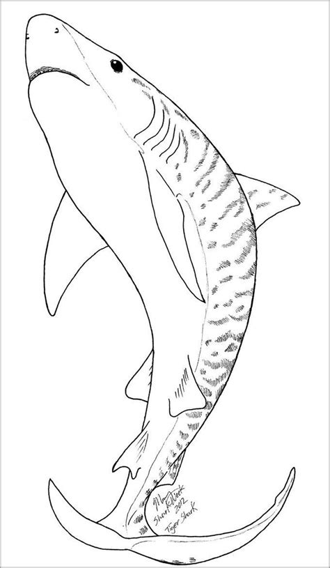 tiger shark coloring page coloringbay
