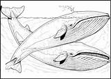 Wal Malvorlagen Wale Tiere Blauwal Orca sketch template