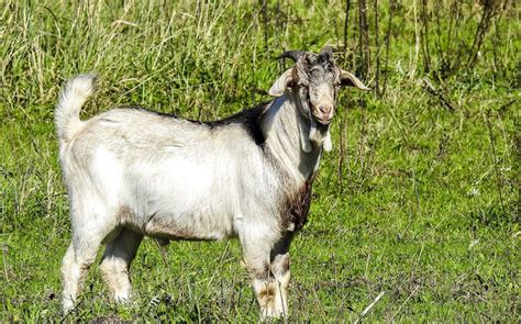 types  goat breeds      farm reformation acres