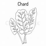 Chard Drawing Paintingvalley sketch template