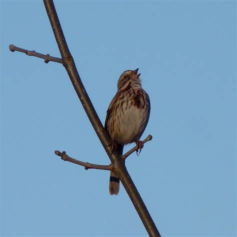 fuck yeah sparrows song sparrow singing by dendroica cerulea