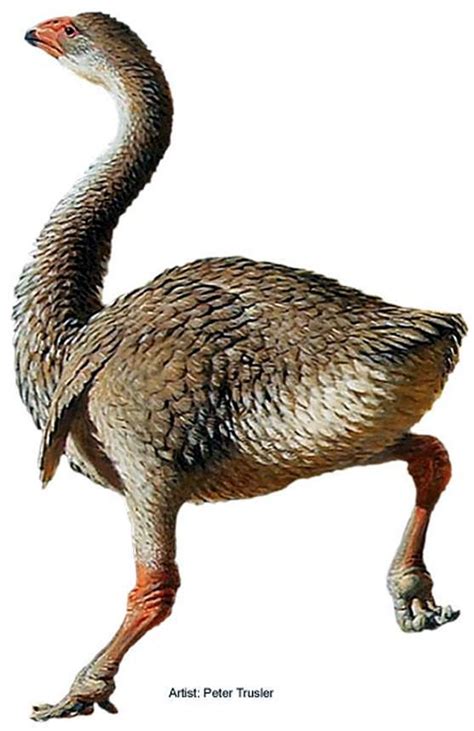 art illustration prehistoric birds genyronis   extinct species