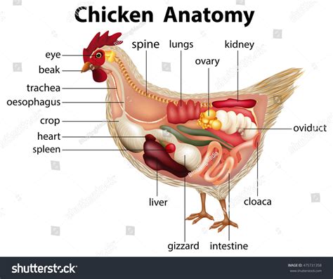 Chicken Internal Anatomy Labels Stock Vector 475731358 Shutterstock
