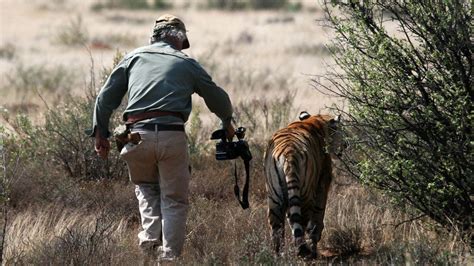 tiger man  tiger man national geographic channel asia