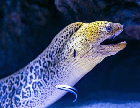 eel facts  dont    elusive creatures