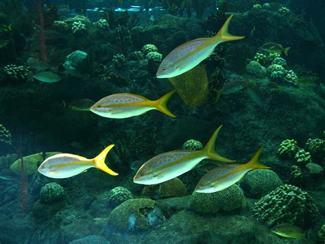fileflorida aquarium tampajpg wikipedia