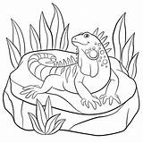 Iguana Coloring Pages Sits Cute Rock Illustration Vector Depositphotos Mayka Ya sketch template