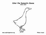 Goose Coloring sketch template