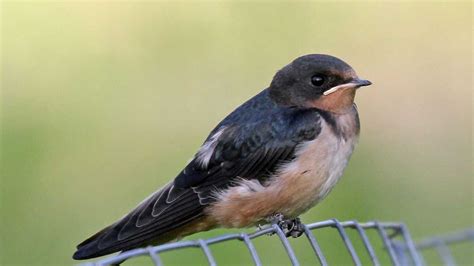 swallows make their return to new hampshire