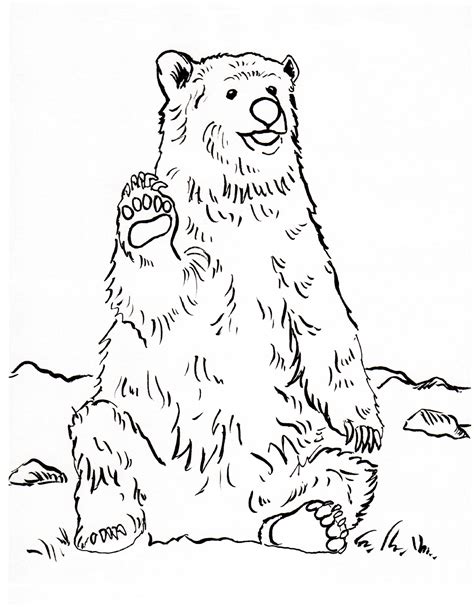 grizzly bear coloring page art starts
