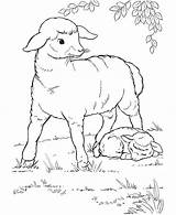 Coloring Eid Pages Sheep Farm Animal Rest Tree Under Baby Her Printable Getdrawings Getcolorings sketch template