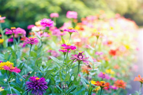 grow  butterfly garden  easy tips readers digest