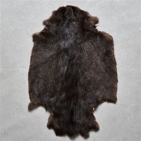 eurasian beaver tanned fur pelt skin hide  sale real decor