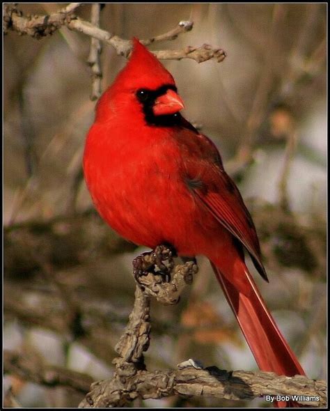 images  cardinals  heaven  pinterest cardinals