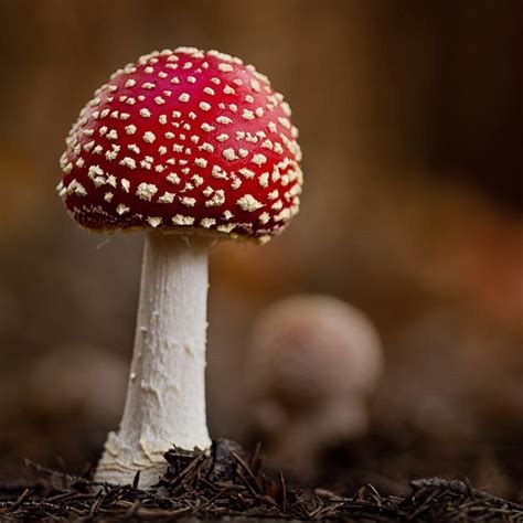 magical wild mushrooms  wont   real
