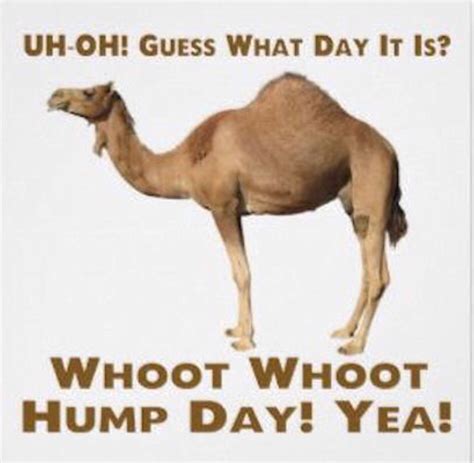 Hump🐫day🐪 Camels Funny Hump Day Humor Hump Day